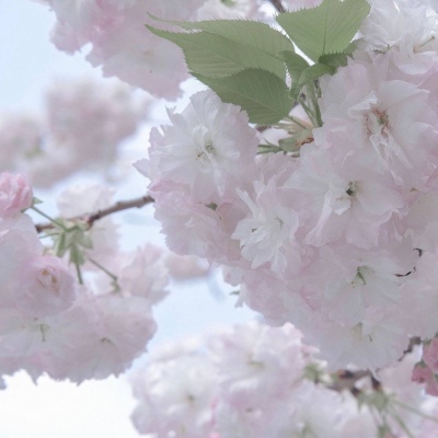 Furry创作素材整理兽圈社群